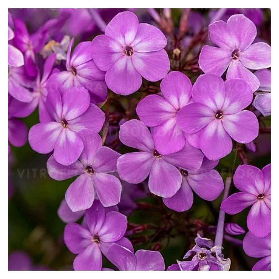 Phlox paniculata JS Queen Paola Floks- Rośliny od Ogrodnika Szkółka Barcikowscy