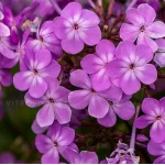 Phlox paniculata JS Queen Paola Floks- Rośliny od Ogrodnika Szkółka Barcikowscy