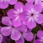 Phlox paniculata JS Queen Paola Floks- Rośliny od Ogrodnika Szkółka Barcikowscy
