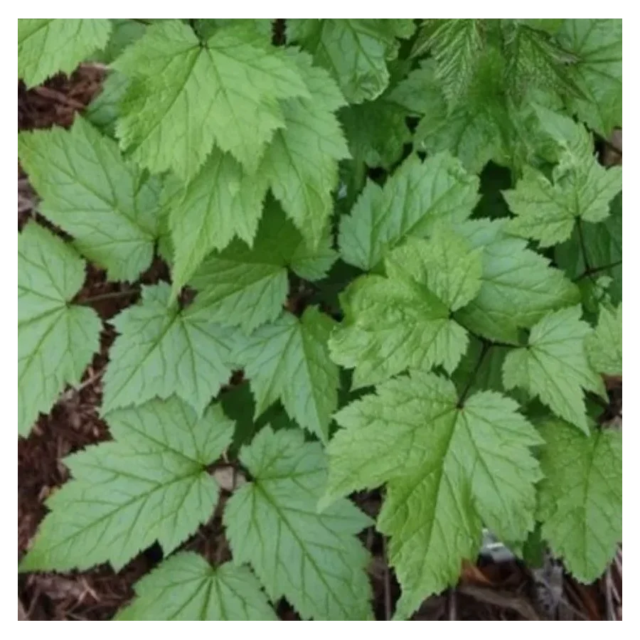 Cimicifuga cordifolia Blickfang Pluskawica sercolistna- Rośliny od Ogrodnika Szkółka Barcikowscy