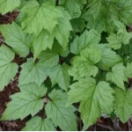 Cimicifuga cordifolia Blickfang Pluskawica sercolistna- Rośliny od Ogrodnika Szkółka Barcikowscy