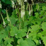 Cimicifuga cordifolia Blickfang Pluskawica sercolistna- Rośliny od Ogrodnika Szkółka Barcikowscy