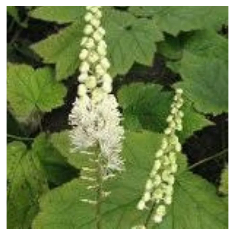 Cimicifuga cordifolia Blickfang Pluskawica sercolistna- Rośliny od Ogrodnika Szkółka Barcikowscy