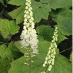 Cimicifuga cordifolia Blickfang Pluskawica sercolistna- Rośliny od Ogrodnika Szkółka Barcikowscy