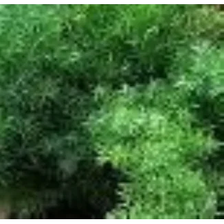 Asparagus densiflorus Sprengerii  Szparag gęstokwiatowy- Rośliny od Ogrodnika Szkółka Barcikowscy