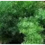 Asparagus densiflorus Sprengerii  Szparag gęstokwiatowy- Rośliny od Ogrodnika Szkółka Barcikowscy