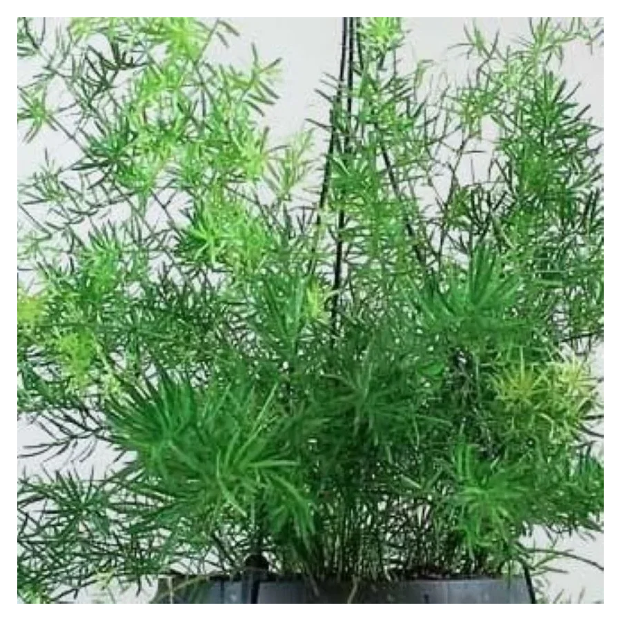 Asparagus densiflorus Sprengerii  Szparag gęstokwiatowy- Rośliny od Ogrodnika Szkółka Barcikowscy