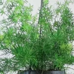 Asparagus densiflorus Sprengerii  Szparag gęstokwiatowy- Rośliny od Ogrodnika Szkółka Barcikowscy