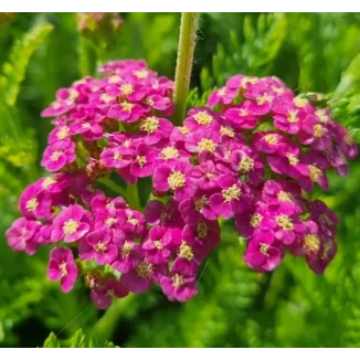 Achillea millefolium Skysail Bright Pink Krwawnik pospolity - Rośliny od Ogrodnika Szkółka Barcikowsy
