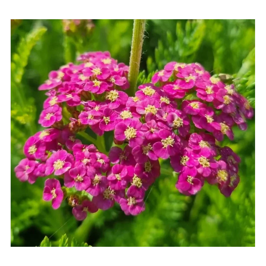 Achillea millefolium Skysail Bright Pink Krwawnik pospolity - Rośliny od Ogrodnika Szkółka Barcikowsy