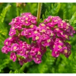 Achillea millefolium Skysail Bright Pink Krwawnik pospolity - Rośliny od Ogrodnika Szkółka Barcikowsy