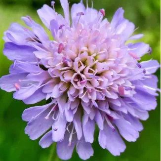Knautia arvensis Świerzbnica polna- Rośliny od Ogrodnika Szkółka Barcikowscy