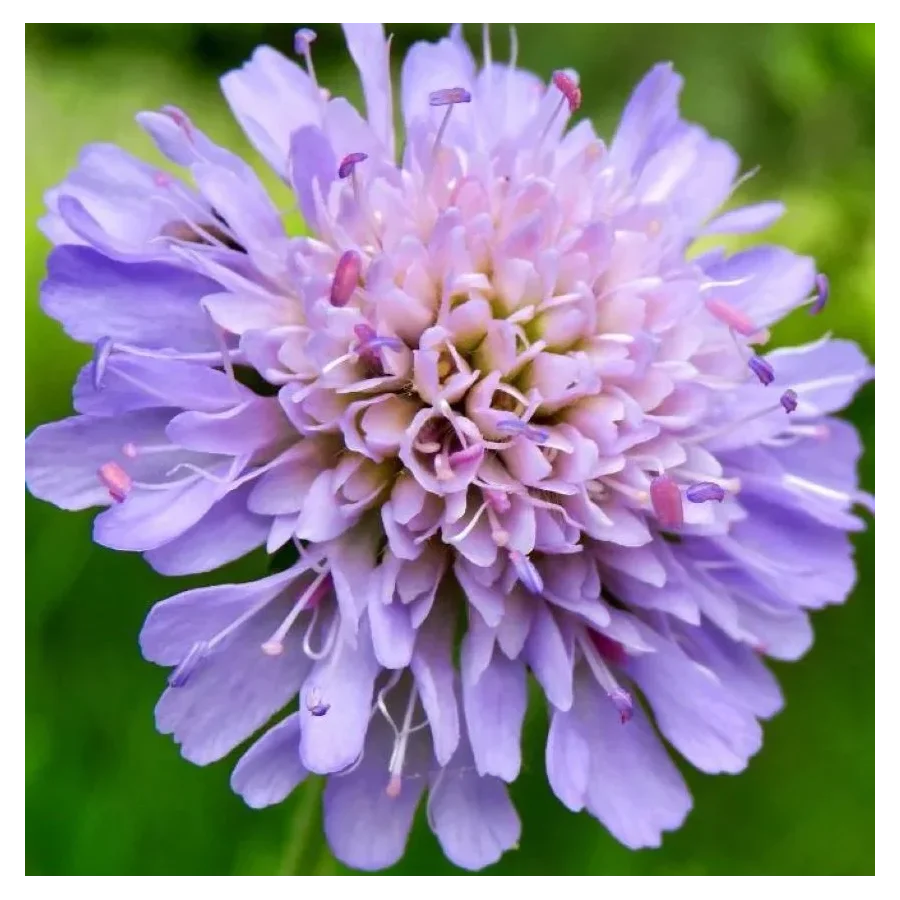 Knautia arvensis Świerzbnica polna- Rośliny od Ogrodnika Szkółka Barcikowscy