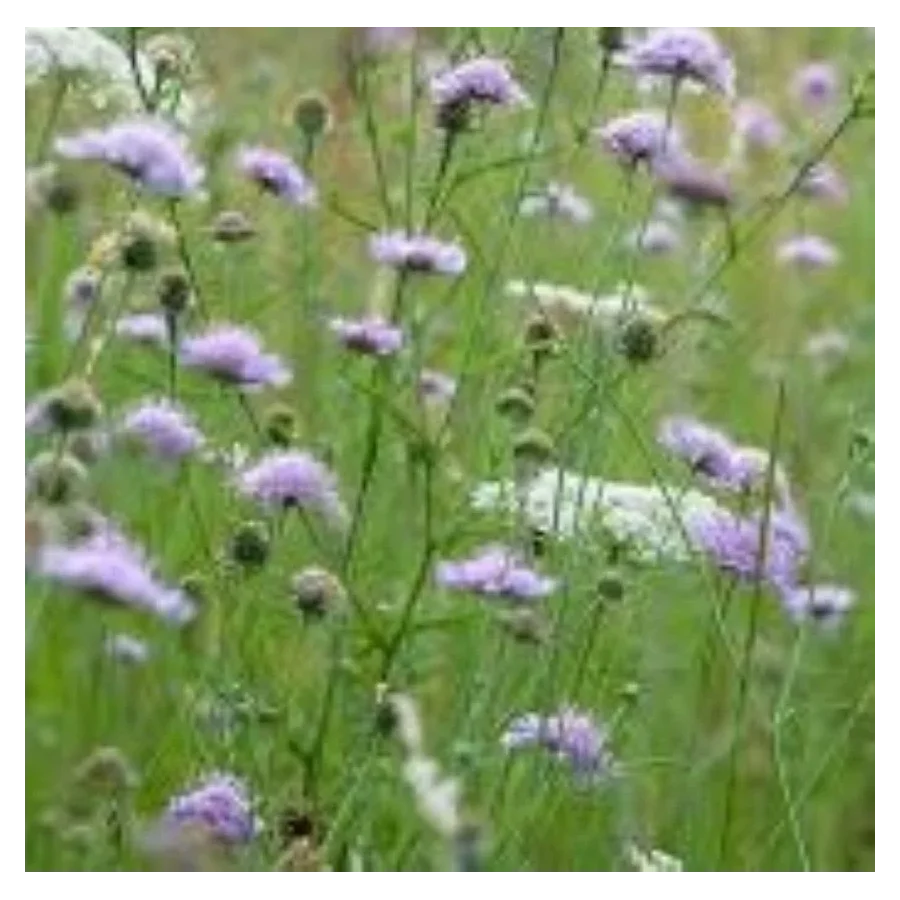 Knautia arvensis Świerzbnica polna- Rośliny od Ogrodnika Szkółka Barcikowscy