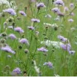 Knautia arvensis Świerzbnica polna- Rośliny od Ogrodnika Szkółka Barcikowscy