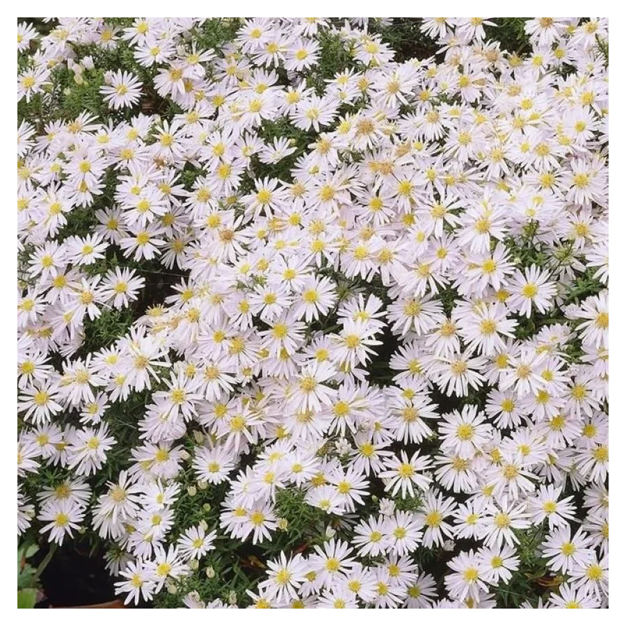 Aster dumosus Schneekissen Aster- Rośliny od Ogrodnika Szkółka Barcikowscy