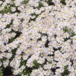 Aster dumosus Schneekissen Aster- Rośliny od Ogrodnika Szkółka Barcikowscy