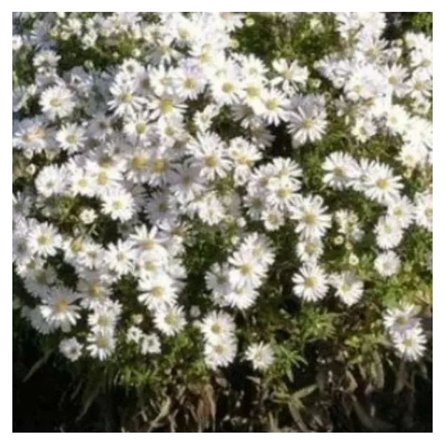 Aster dumosus Schneekissen Aster- Rośliny od Ogrodnika Szkółka Barcikowscy