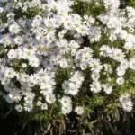 Aster dumosus Schneekissen Aster- Rośliny od Ogrodnika Szkółka Barcikowscy