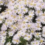 Aster dumosus Schneekissen Aster- Rośliny od Ogrodnika Szkółka Barcikowscy