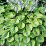 Hosta Luna Moth Funkia-Rośliny od Ogrodnika Szkółka Barcikowscy