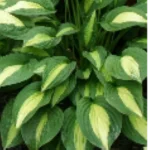 Hosta Striptease Funkia- Rośliny od Ogrodnika Szkółka Barcikowscy