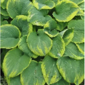 Hosta Robert Frost Funkia- Rośliny od Ogrodnika Szkółka Barcikowscy