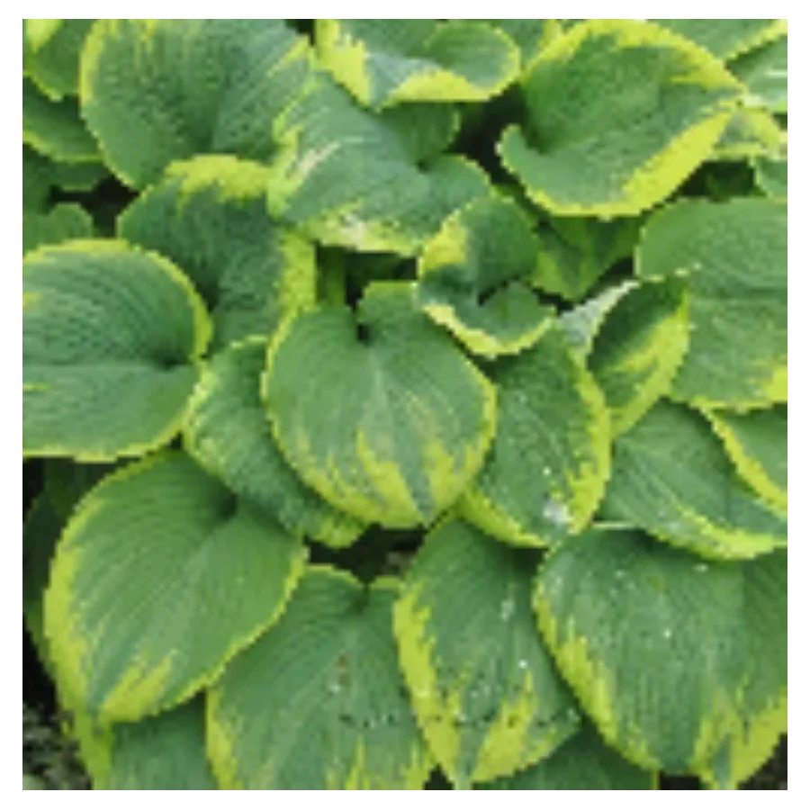 Hosta Robert Frost Funkia- Rośliny od Ogrodnika Szkółka Barcikowscy