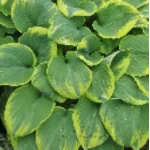 Hosta Robert Frost Funkia- Rośliny od Ogrodnika Szkółka Barcikowscy