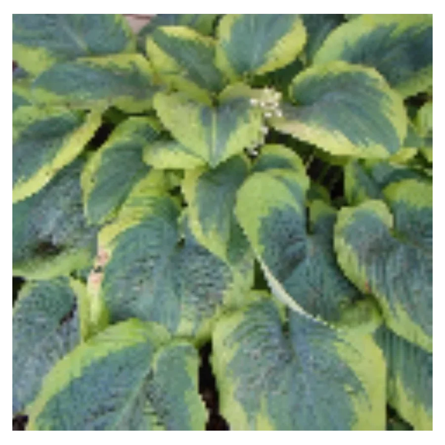 Hosta Robert Frost Funkia- Rośliny od Ogrodnika Szkółka Barcikowscy