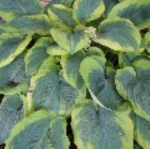 Hosta Robert Frost Funkia- Rośliny od Ogrodnika Szkółka Barcikowscy