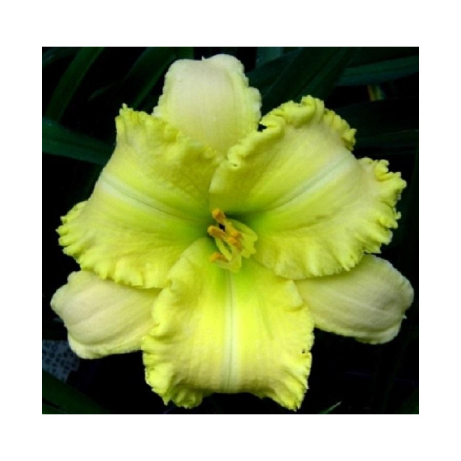 Hemerocallis My Special Angel Liliowiec