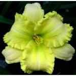Hemerocallis My Special Angel Liliowiec