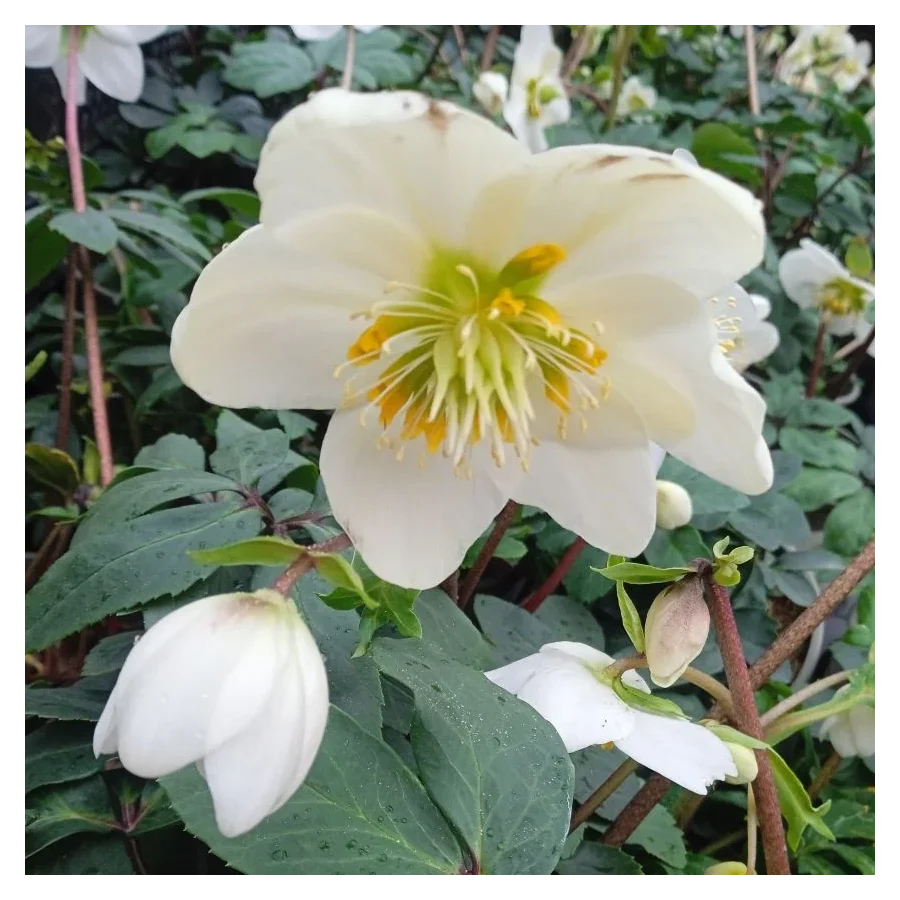 Helleborus niger Ciemiernik biały-Rośliny od Ogrodnika Szkółka Barcikowscy