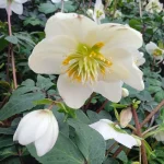 Helleborus niger Ciemiernik biały-Rośliny od Ogrodnika Szkółka Barcikowscy