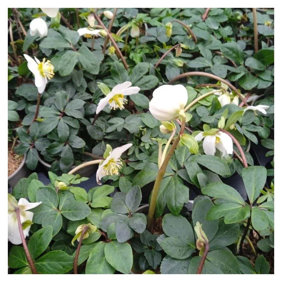 Helleborus niger Ciemiernik biały-Rośliny od Ogrodnika Szkółka Barcikowscy