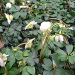 Helleborus niger Ciemiernik biały-Rośliny od Ogrodnika Szkółka Barcikowscy