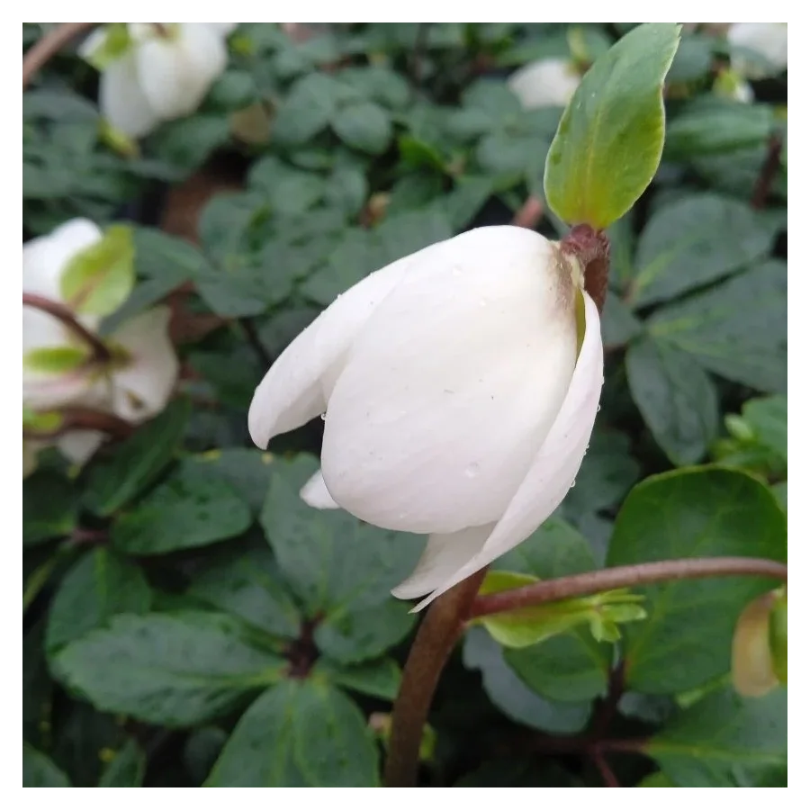 Helleborus niger Ciemiernik biały-Rośliny od Ogrodnika Szkółka Barcikowscy