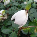 Helleborus niger Ciemiernik biały-Rośliny od Ogrodnika Szkółka Barcikowscy
