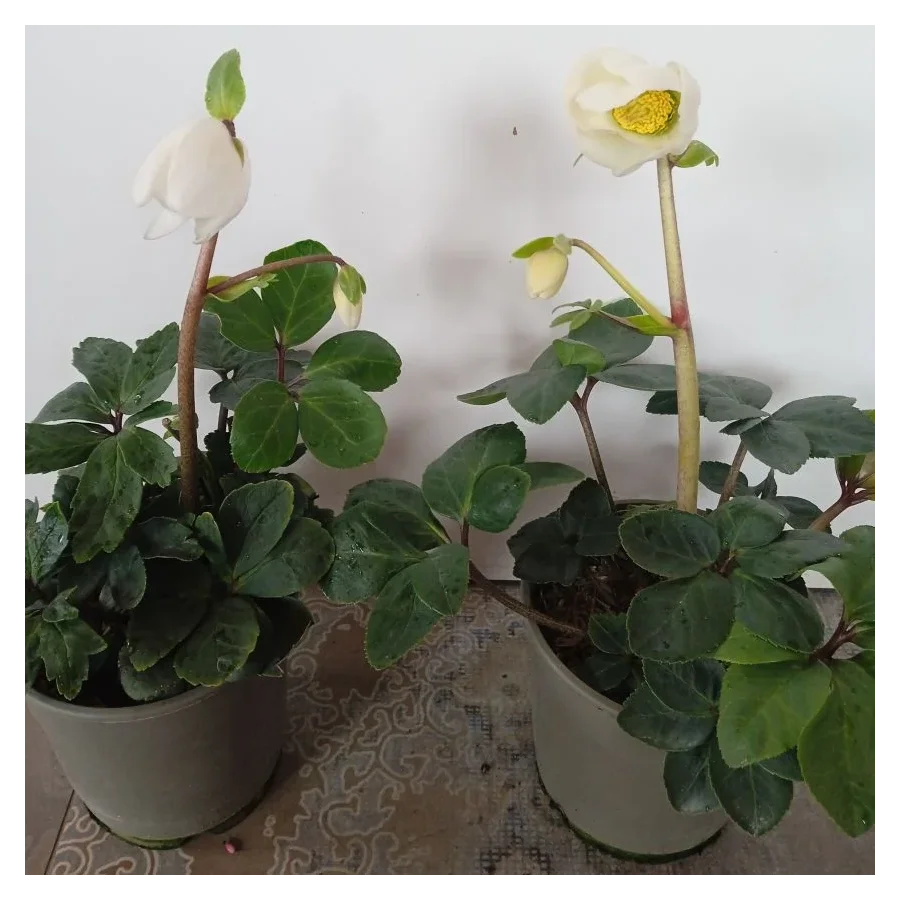 Helleborus niger Ciemiernik biały-Rośliny od Ogrodnika Szkółka Barcikowscy