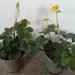 Helleborus niger Ciemiernik biały-Rośliny od Ogrodnika Szkółka Barcikowscy