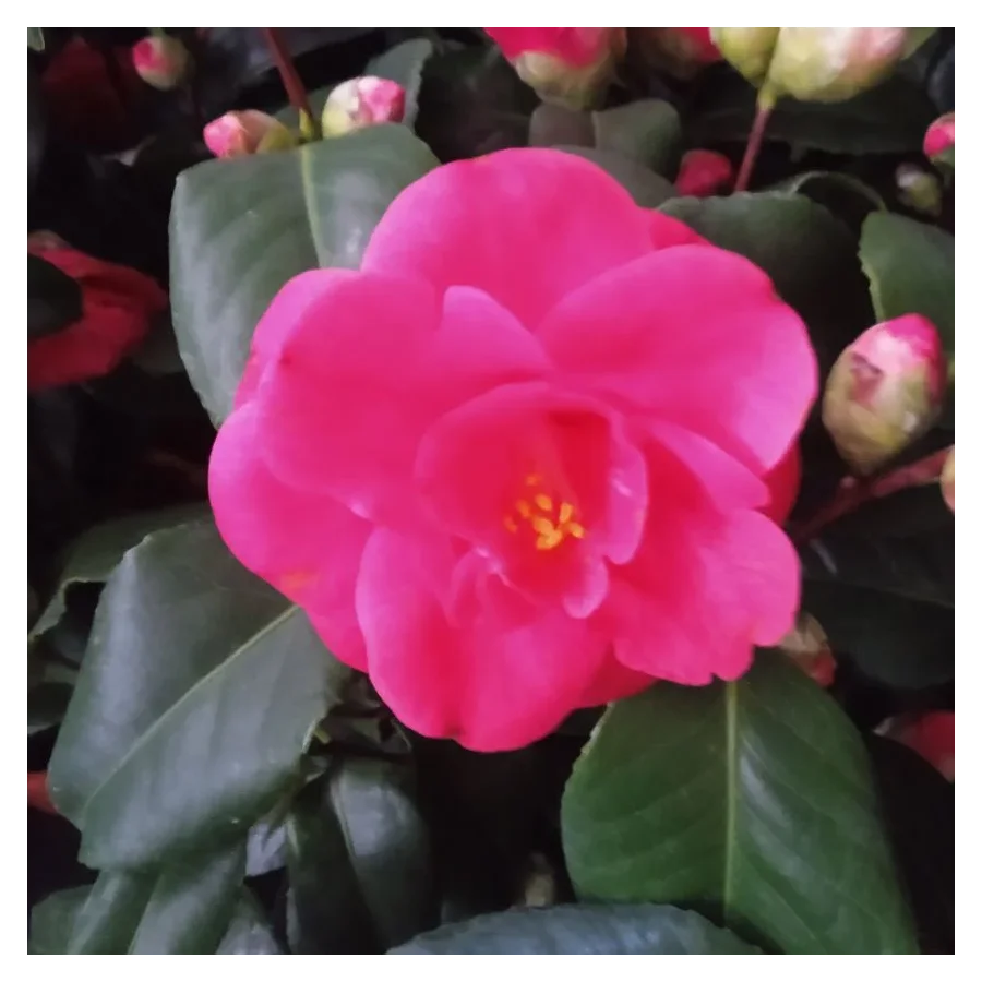 Kamelia Japońska- Rośliny od Ogrodnika Szkółka Barcikowscy