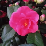 Kamelia Japońska- Rośliny od Ogrodnika Szkółka Barcikowscy