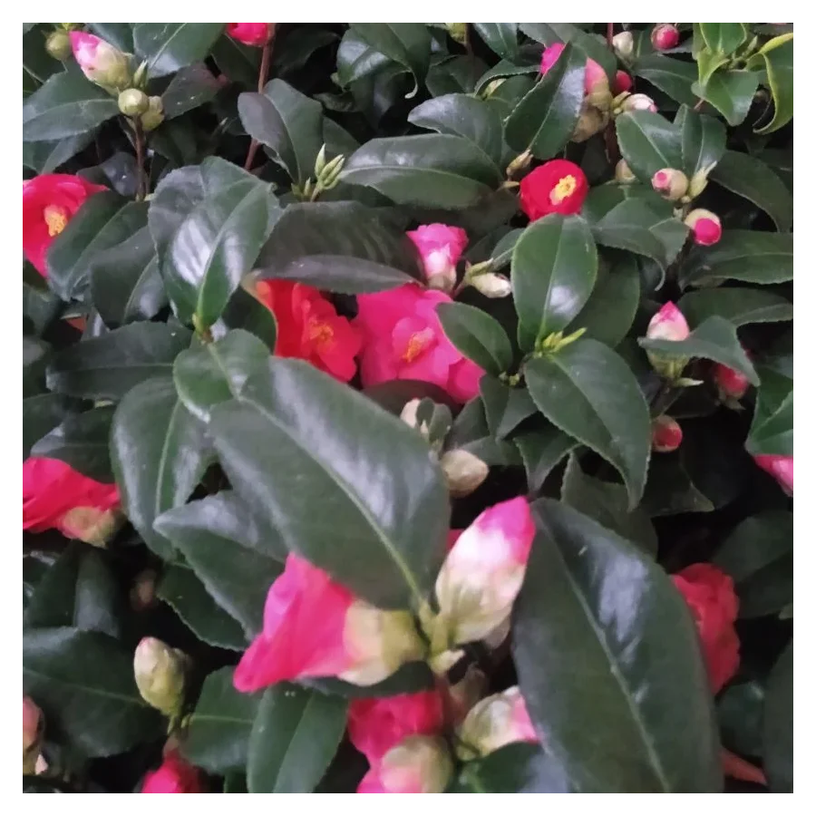 Kamelia Japońska- Rośliny od Ogrodnika Szkółka Barcikowscy