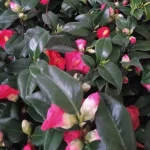 Kamelia Japońska- Rośliny od Ogrodnika Szkółka Barcikowscy