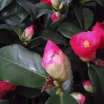 Kamelia Japońska- Rośliny od Ogrodnika Szkółka Barcikowscy