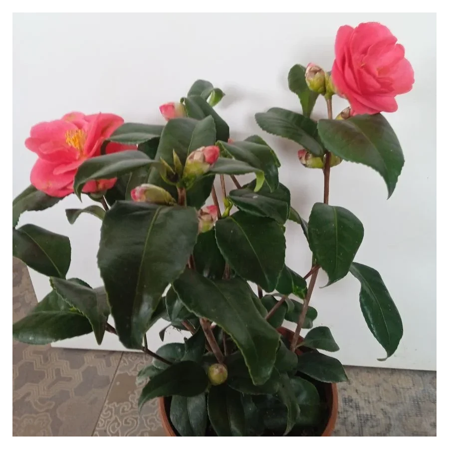Kamelia Japońska- Rośliny od Ogrodnika Szkółka Barcikowscy