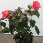 Kamelia Japońska- Rośliny od Ogrodnika Szkółka Barcikowscy