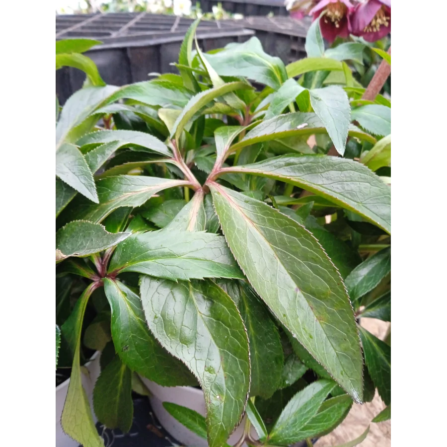 Helleborus Dacaya Ciemiernik- Rośliny od Ogrodnika Szkółka Barcikowscy