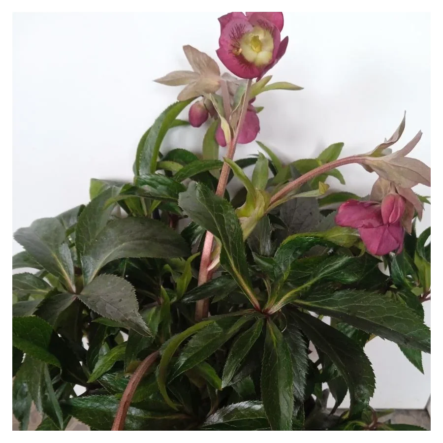 Helleborus Dacaya Ciemiernik- Rośliny od Ogrodnika Szkółka Barcikowscy